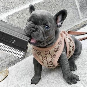 Designer Dog Harness & Leash